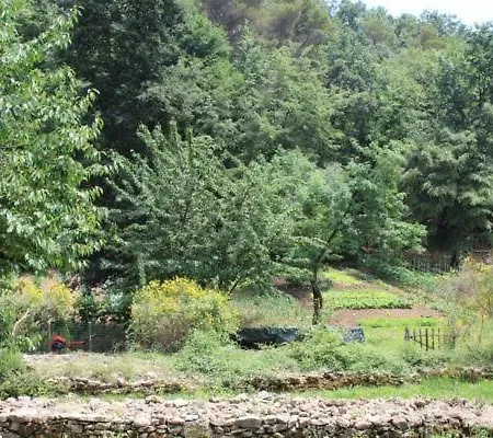Kirschbaeume, Eine Oase Im Wald Zwischen Und