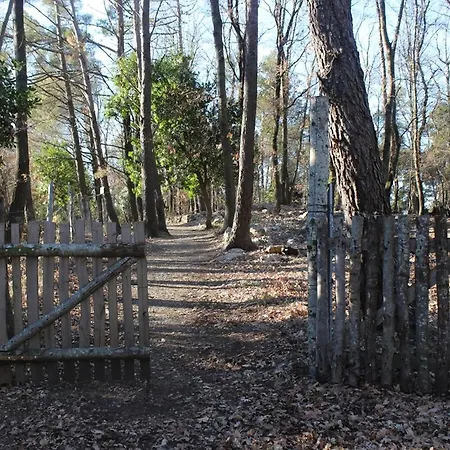 Kirschbaeume, Eine Oase Im Wald Zwischen Und