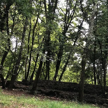 Kirschbaeume, Eine Oase Im Wald Zwischen Und Holiday home